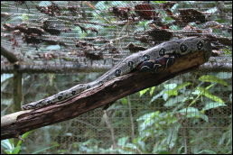Click on one of the size names below to enlarge this image