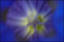 Les Fleurs Bleues