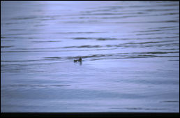 Click on one of the size names above to enlarge this image Click on one of the size names above to enlarge this image