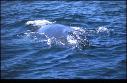 Click on one of the size names above to enlarge this image Click on one of the size names above to enlarge this image