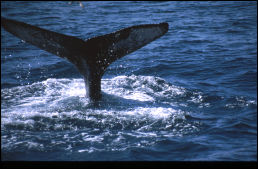 Click on one of the size names above to enlarge this image Click on one of the size names above to enlarge this image