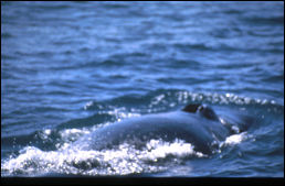 Click on one of the size names above to enlarge this image Click on one of the size names above to enlarge this image