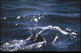 Click on one of the size names above to enlarge this image Click on one of the size names above to enlarge this image