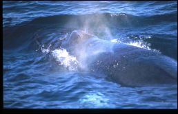 Click on one of the size names above to enlarge this image Click on one of the size names above to enlarge this image