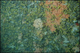 Click on one of the size names above to enlarge this image Click on one of the size names above to enlarge this image