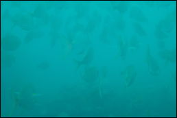 Click on one of the size names above to enlarge this image Click on one of the size names above to enlarge this image