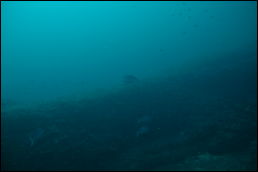 Click on one of the size names above to enlarge this image Click on one of the size names above to enlarge this image